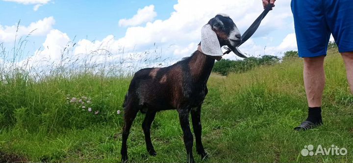 Козёл и Козлик нубийские