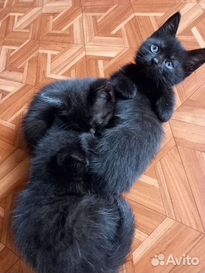 Шотландские котята бесплатно