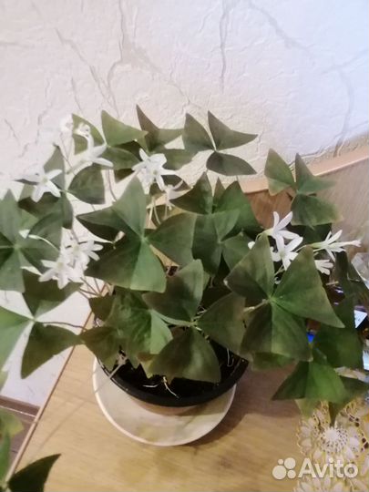 Кислица оксалис