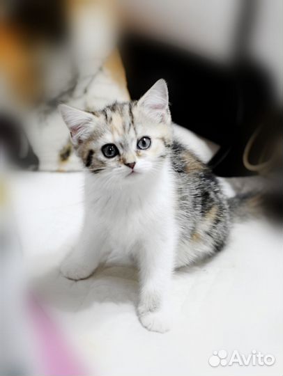 Шотландская трехцветная девочка