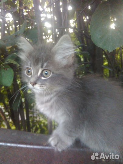 Котята