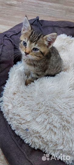 Кошка в дар