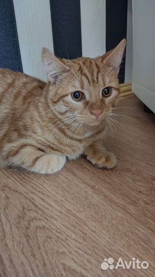 Плюшевый котик