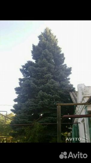 Высокая и красивая Голубая Ель