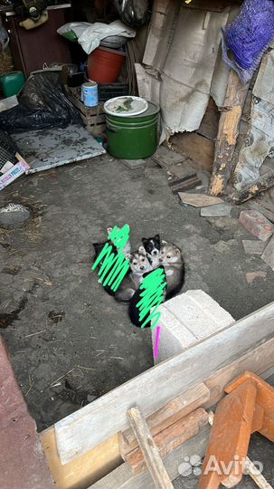 Щенок в добрые руки