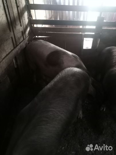 Свиньи живым весом