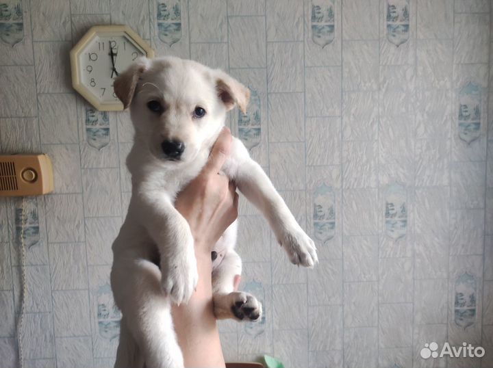 Отдам щенка в хорошие руки