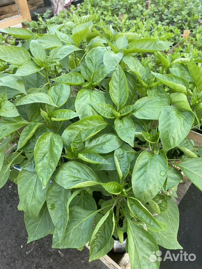 Рассада помидор и перцев, огурцы, капуста