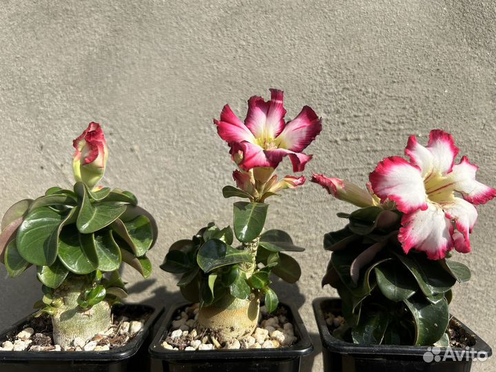 Адениум мини