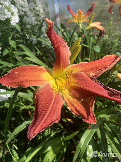 Лилейники сортовые