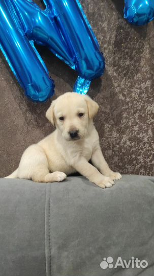 Щенки лабрадора