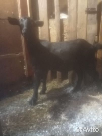 Козочка 4 месяца