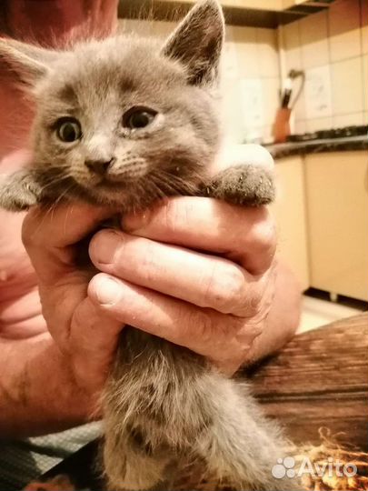 Тайские котята