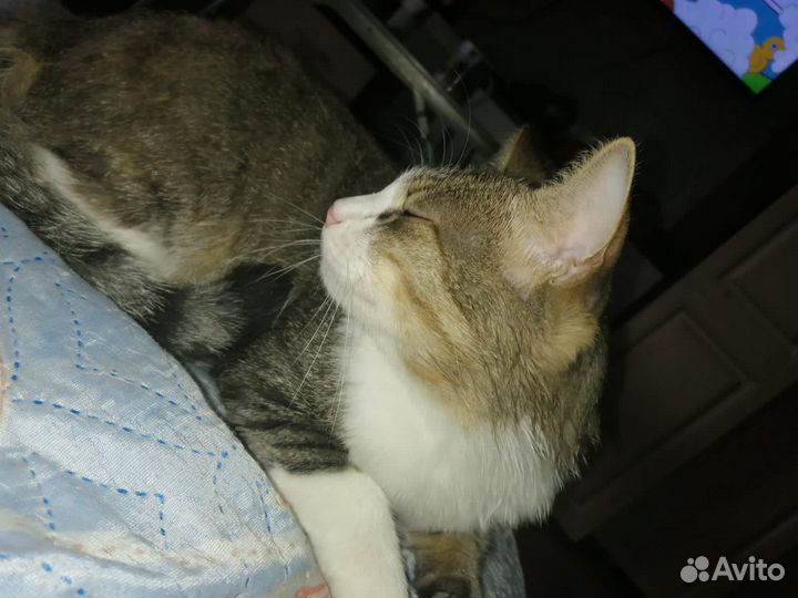 Кошка в добрые руки