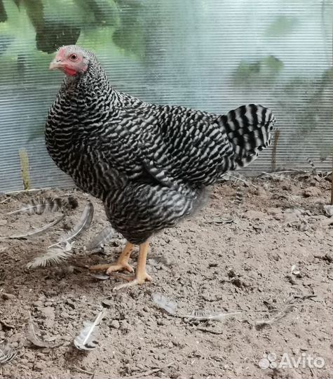 Молодые петушки, порода Амрокс