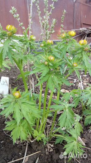 Смородина саженцы и другие растения