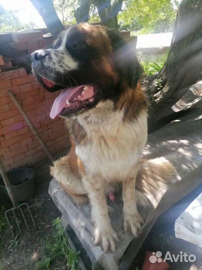 Вязка московская сторожевая кобель