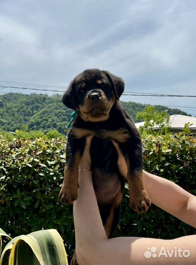 Щенки ротвейлера