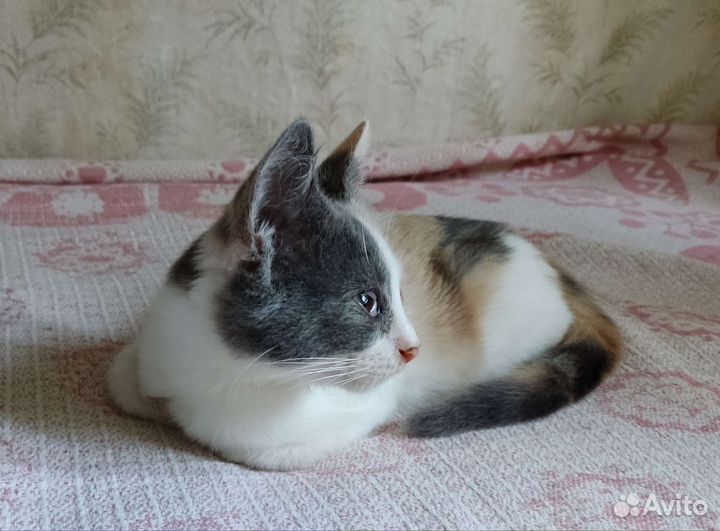 Прелестная юная кошечка ищет заботливую семью