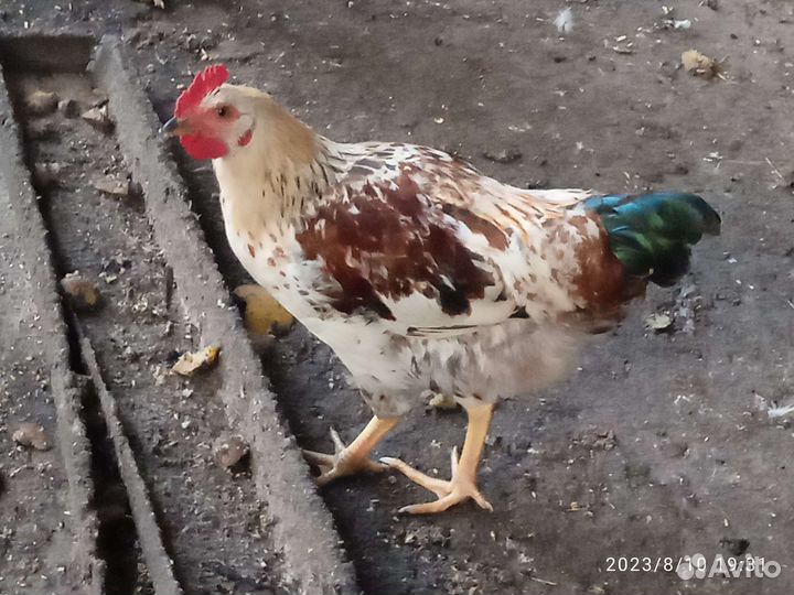 Петух