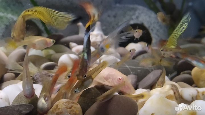 Гуппи. Аквариумные рыбки