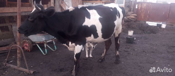 Корова первотелка