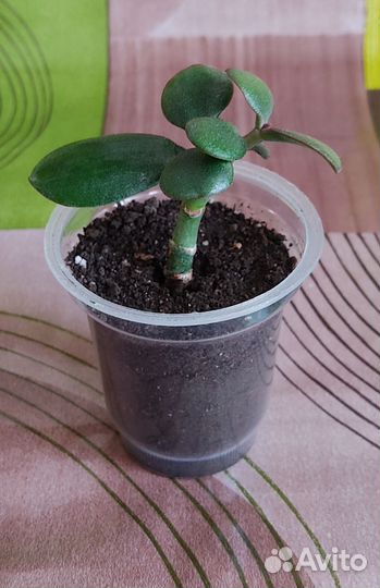 Комнатные растения