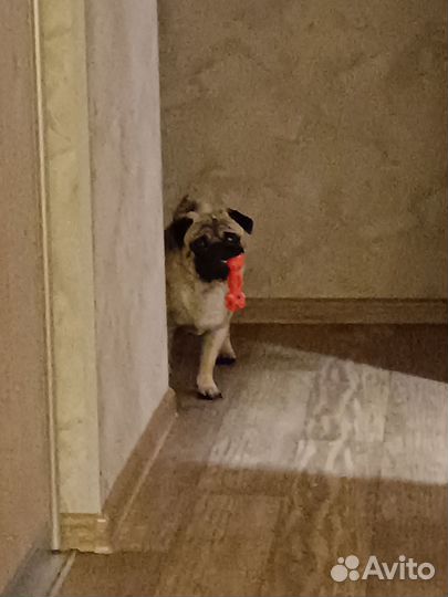 Мопс вязка мальчик