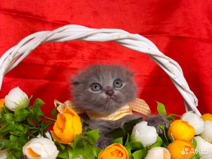Вислоухий котёнок
