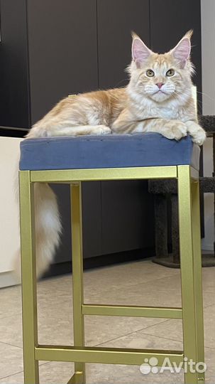 Мейнкун мальчик