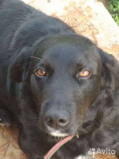 Щенки ретривера