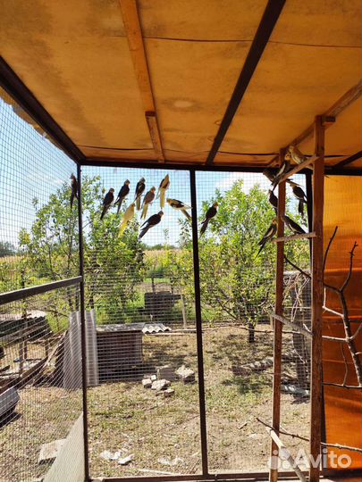 Попугай корелла птенец