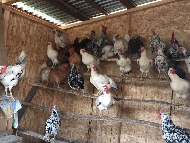 Куры несушки