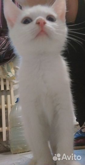 Котята Као Мани