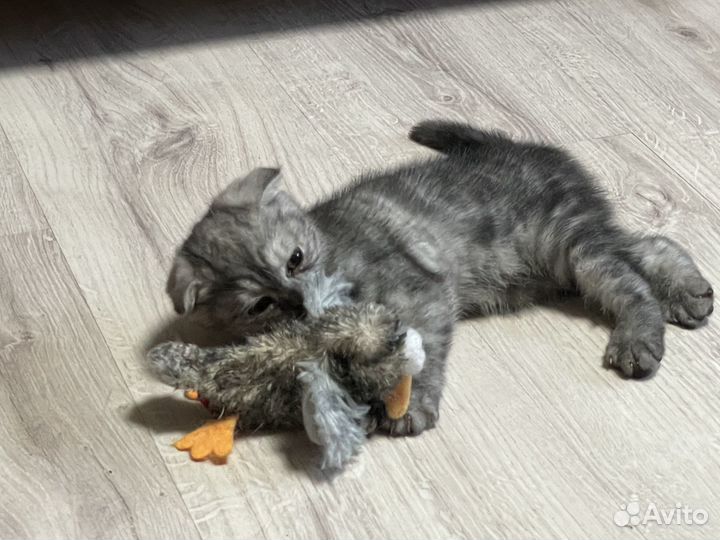 Шотландская вислоухая кошечка ищет дом