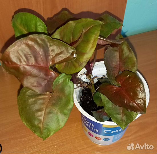 Сингониум 2 штуки