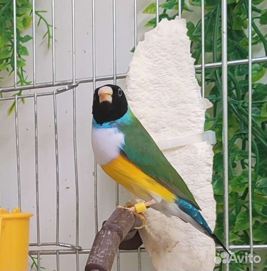 Амадины Гульда