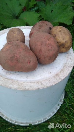 Продукты питания