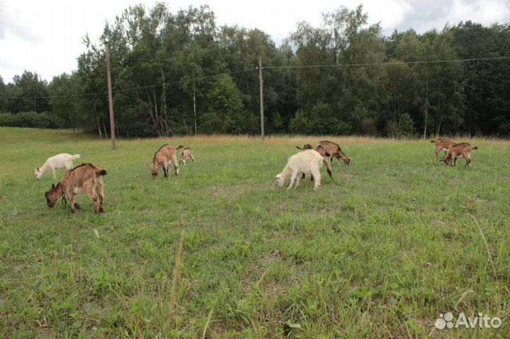 Козочки и козлята