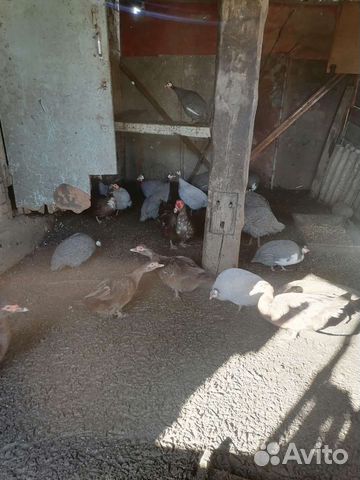 Цыцарки и утки