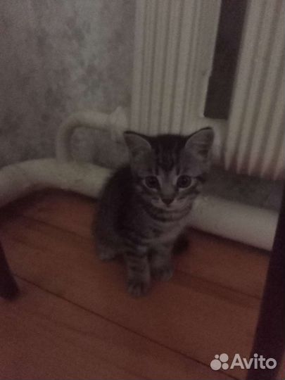 Кошка в дар бесплатно