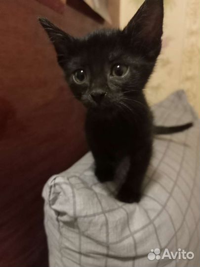 Кошка в дар бесплатно