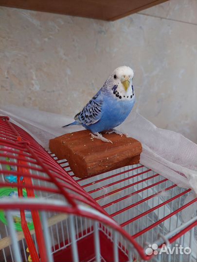 Волнистый попугай