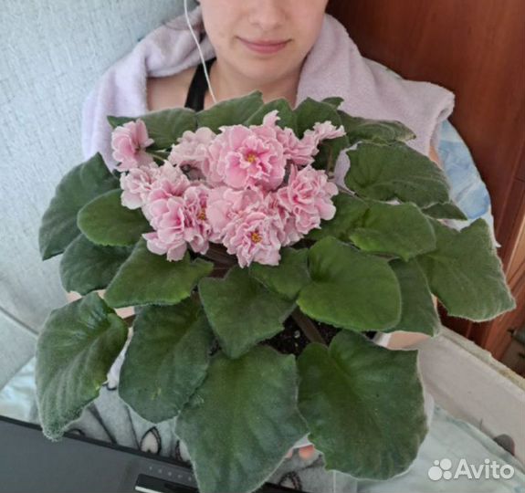 Сортовые фиалки