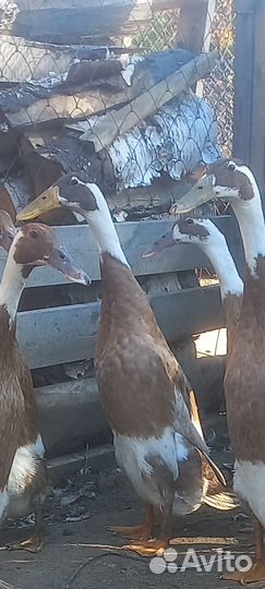 Индийский бегунок