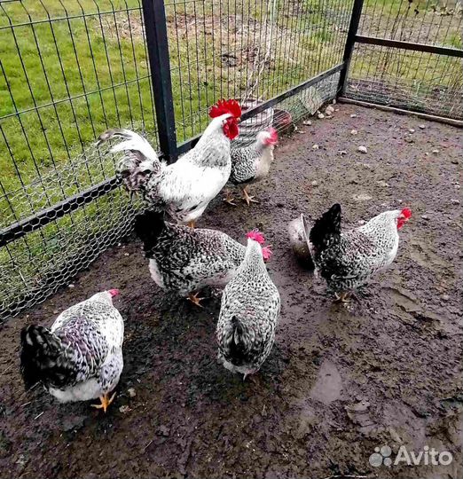 Инкубационное яйцо и цыплята