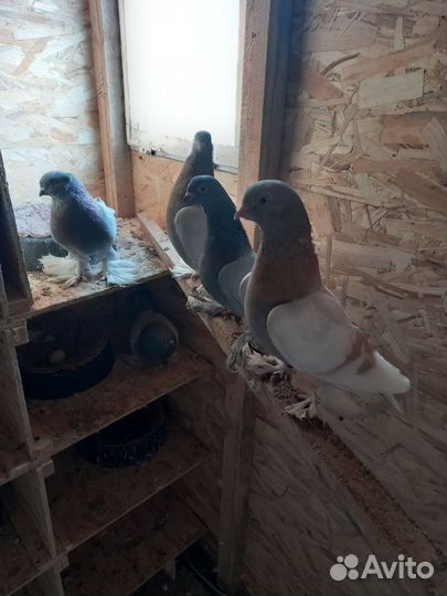 Голуби бойные