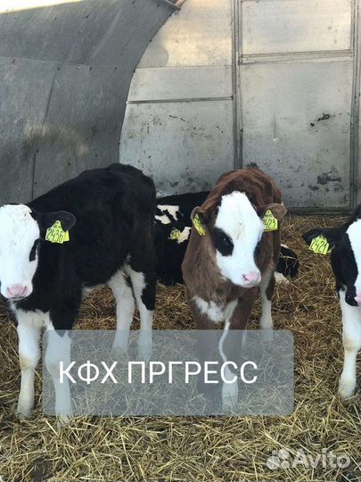 Бычки телята