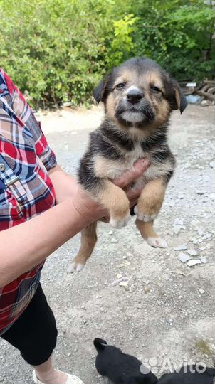 Щенки бесплатно