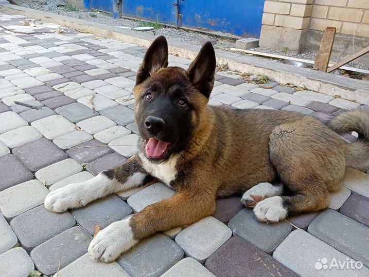 Акита